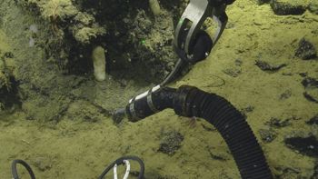 Media type: image;   Invertebrate Zoology 153115 Description: live specimen;